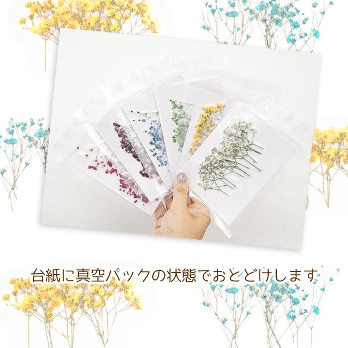 押し花 (70) かすみ草 ドライフラワー 花材 レジン プリザーブド