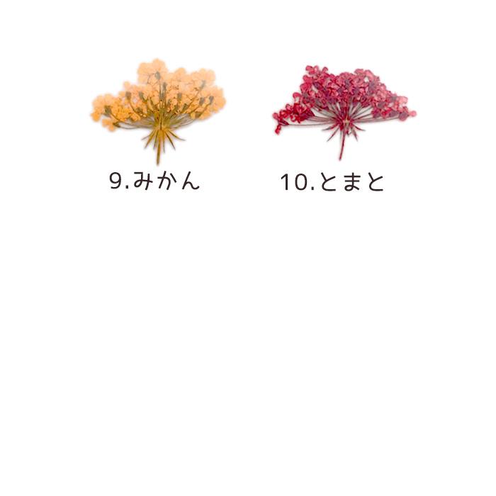 パーツ 71. 押し花 横向きレースフラワー 花 ドライフラワー レジン