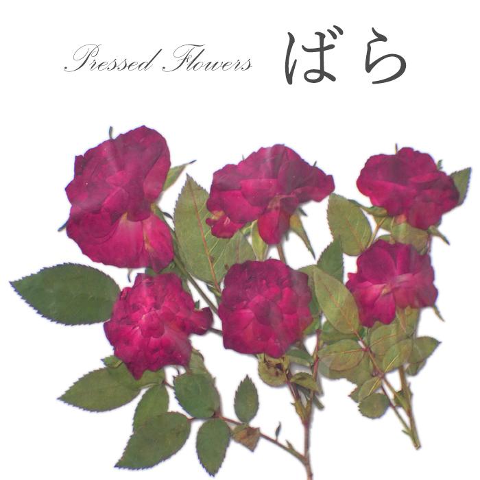 押し花 (81) オールドローズ ローズ 薔薇 ドライフラワー 花材 レジン