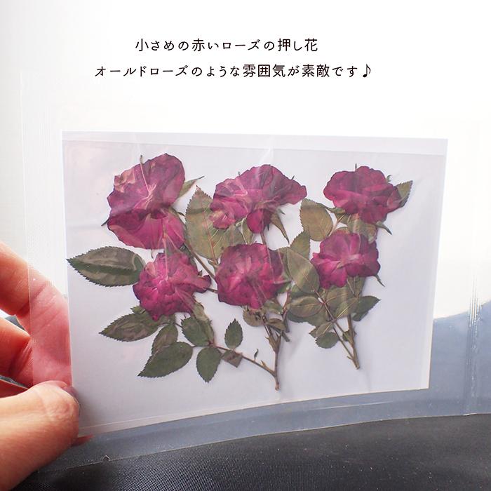 押し花 (81) オールドローズ ローズ 薔薇 ドライフラワー 花材 レジン