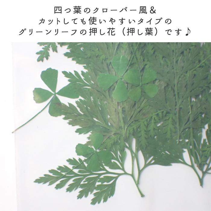 デコパーツ 押し葉 グリーンリーフ 押し花 四つ葉 クローバー 葉っぱ ドライフラワー レジン ハーバリウム 真空パック 花材 素材 国内発送 Parts Deco Partsworld パーツワールド 通販 Yahoo ショッピング