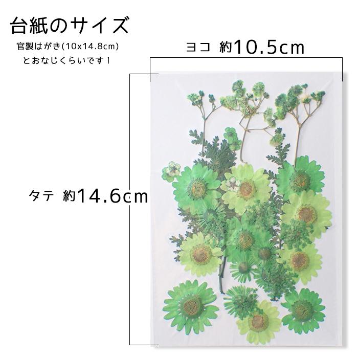 押し花 (83) ジャルダン ドライフラワー 花材 レジン プリザーブド