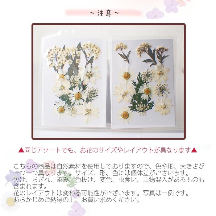 押し花 (83) ジャルダン ドライフラワー 花材 レジン プリザーブド