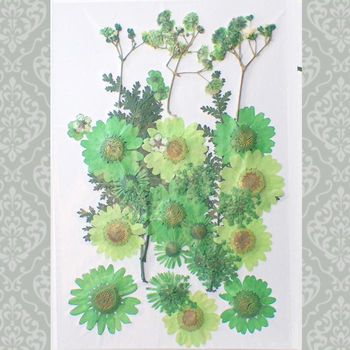 押し花 (83) ジャルダン ドライフラワー 花材 レジン プリザーブド