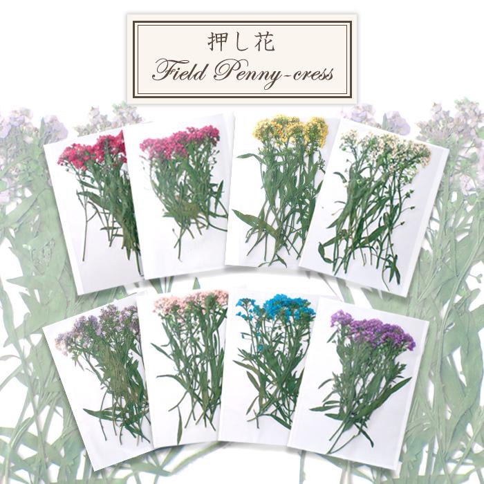 デコパーツ 85 押し花 タラスピ 小さい 押し花 ドライフラワー ナズナ グンバイナズナ レジン キャンドル 真空パック 花材 材料 素材 国内発送 Parts Deco85 Partsworld パーツワールド 通販 Yahoo ショッピング