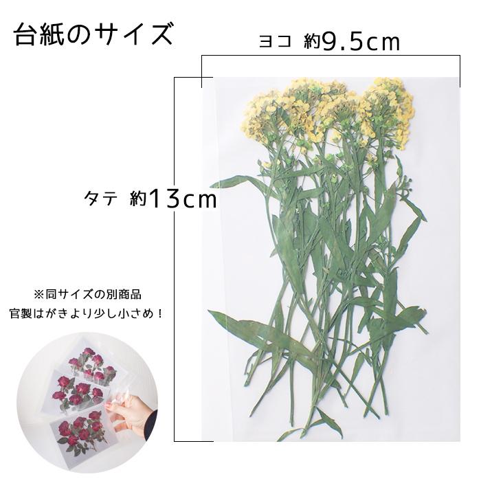 デコパーツ 85 押し花 タラスピ 小さい 押し花 ドライフラワー ナズナ グンバイナズナ レジン キャンドル 真空パック 花材 材料 素材 国内発送 Parts Deco85 Partsworld パーツワールド 通販 Yahoo ショッピング