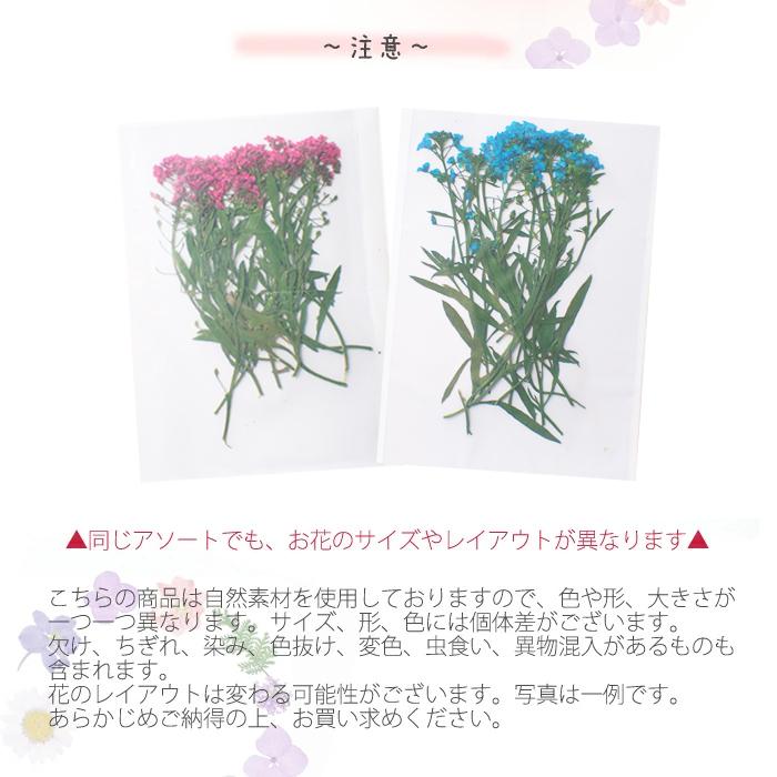 押し花 (85) タラスピ ドライフラワー 花材 レジン プリザーブド