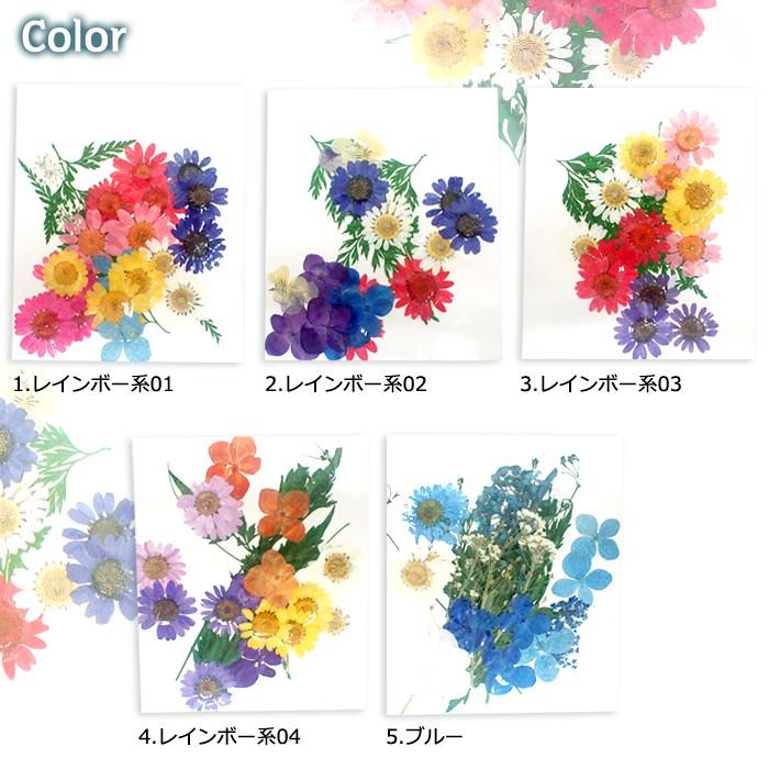 押し花 (1) アソート 5タイプ ドライフラワー 花材 押し花 レジン プリザーブドフラワー ハーバリウム ハンドメイド クラフトDIY 国内発送｜partsworldjp｜02