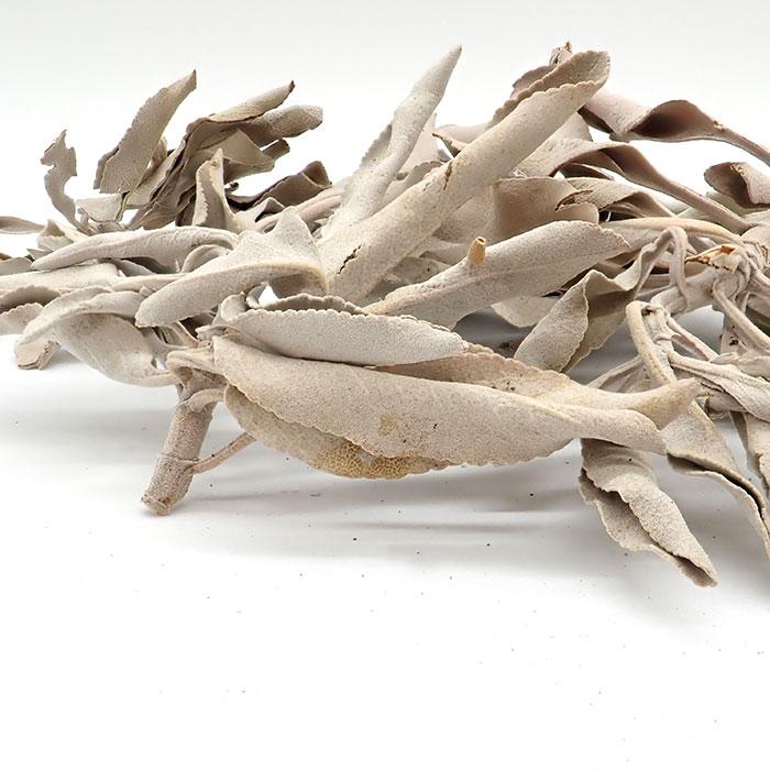 ホワイトセージ 浄化用 (30g) 無農薬 カリフォルニア産 whitesage