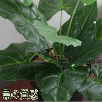 2点セット 人工観葉植物 ビロードカズラ 45cm｜party-honpo｜02