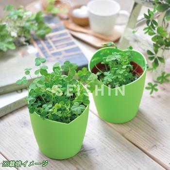 きっとみつかる四つ葉のクローバー栽培セット 聖新陶芸 草花 ハート型