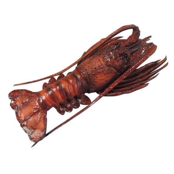 日本職人が作る 食品サンプル 伊勢海老(小)　IP-384　割引不可