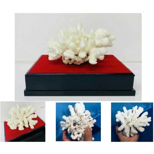 天然白珊瑚　置物 美品　希少な大きさ 希少 天然白珊瑚 置物 インテリア - メルカリ