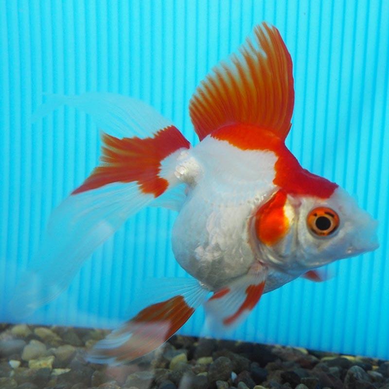 1点物 飯田琉金 2歳 約11cm 金魚 きんぎょ 信州きんぎょ姫 K 01 012 Technicalsport Passo 通販 Yahoo ショッピング