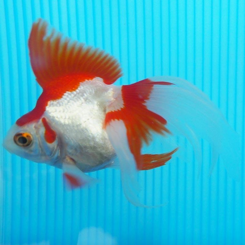 1点物 飯田琉金 2歳 約11cm 金魚 きんぎょ 信州きんぎょ姫 K 01 012 Technicalsport Passo 通販 Yahoo ショッピング