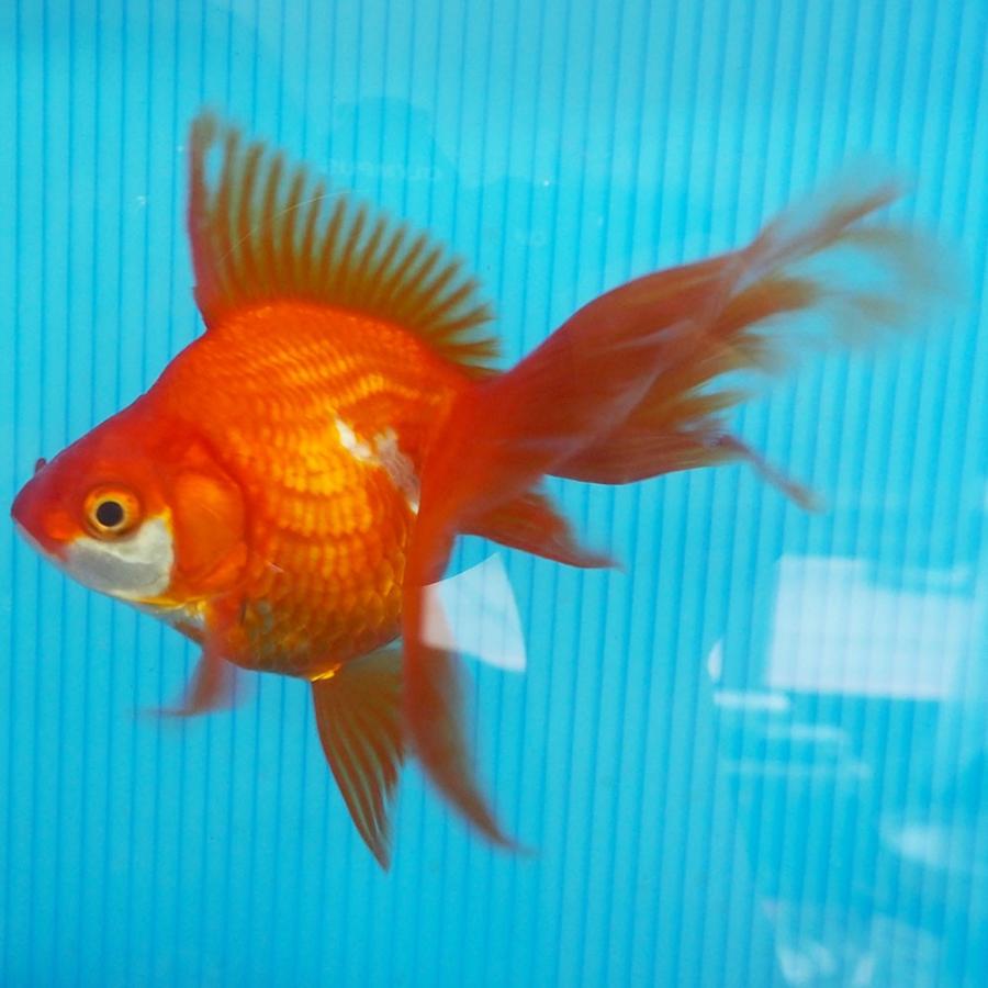 1点物 飯田琉金 メス 2歳 約14cm 金魚 きんぎょ 信州きんぎょ姫 K 01 013 Technicalsport Passo 通販 Yahoo ショッピング