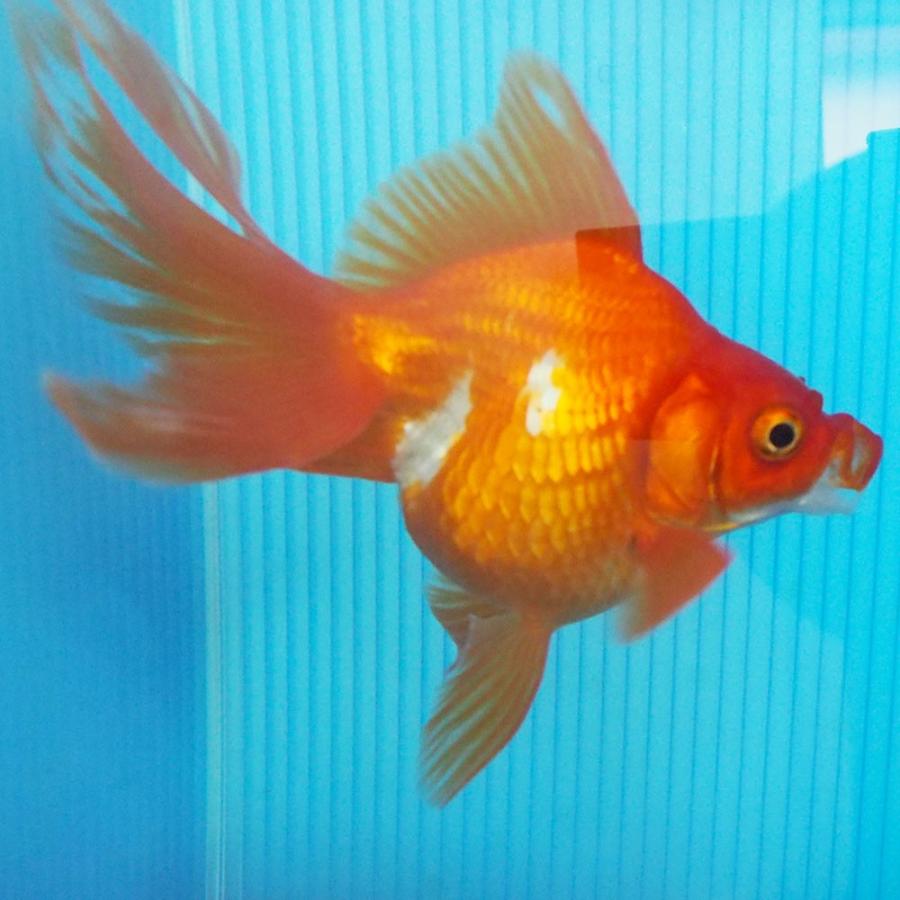 1点物 飯田琉金 メス 2歳 約14cm 金魚 きんぎょ 信州きんぎょ姫 K 01 013 Technical Sport Passo 通販 Yahoo ショッピング