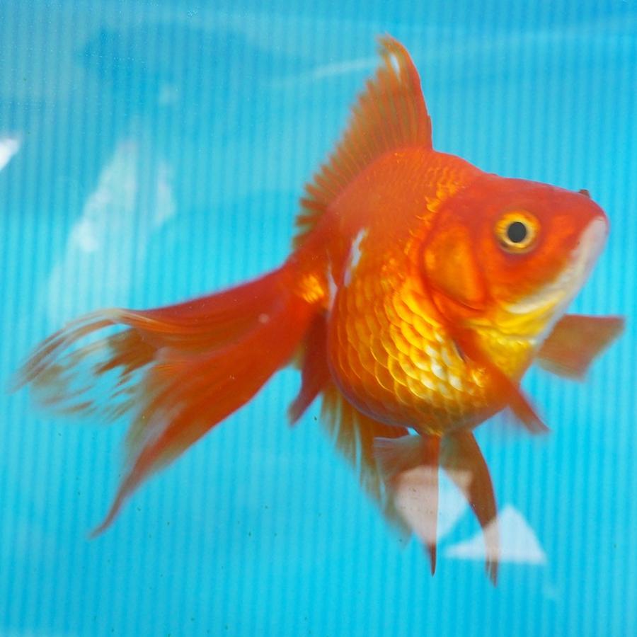 1点物 飯田琉金 メス 2歳 約14cm 金魚 きんぎょ 信州きんぎょ姫 K 01 013 Technical Sport Passo 通販 Yahoo ショッピング