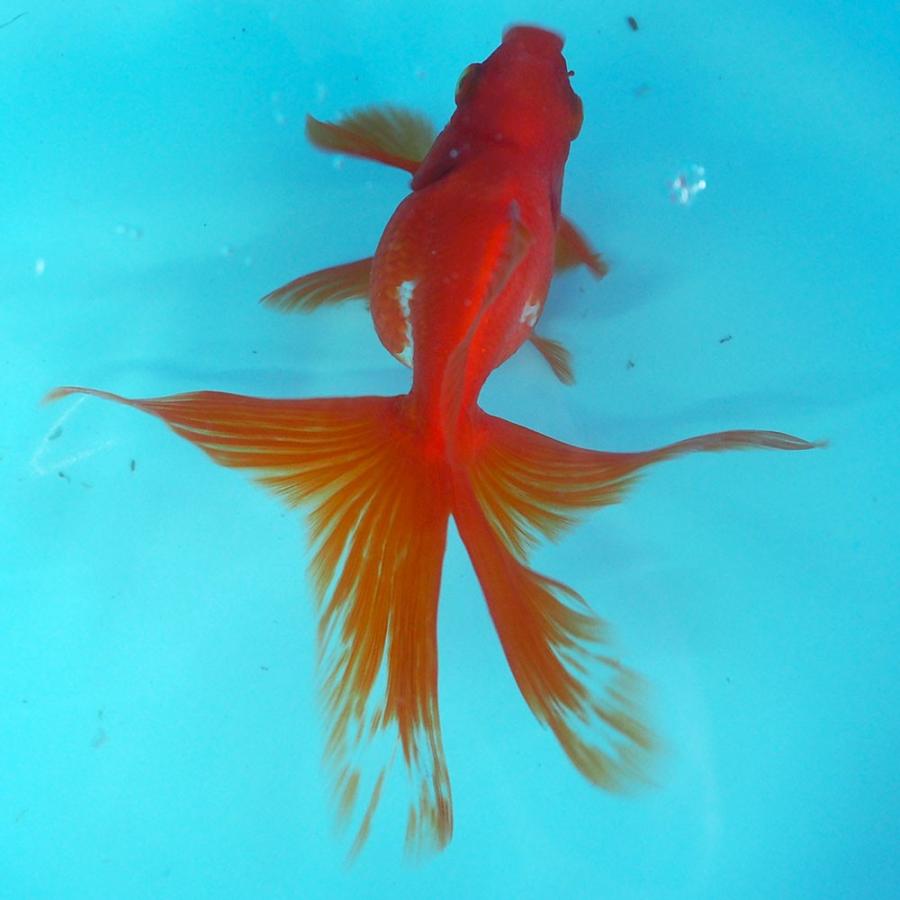 1点物 飯田琉金 メス 2歳 約14cm 金魚 きんぎょ 信州きんぎょ姫 K 01 013 Technical Sport Passo 通販 Yahoo ショッピング