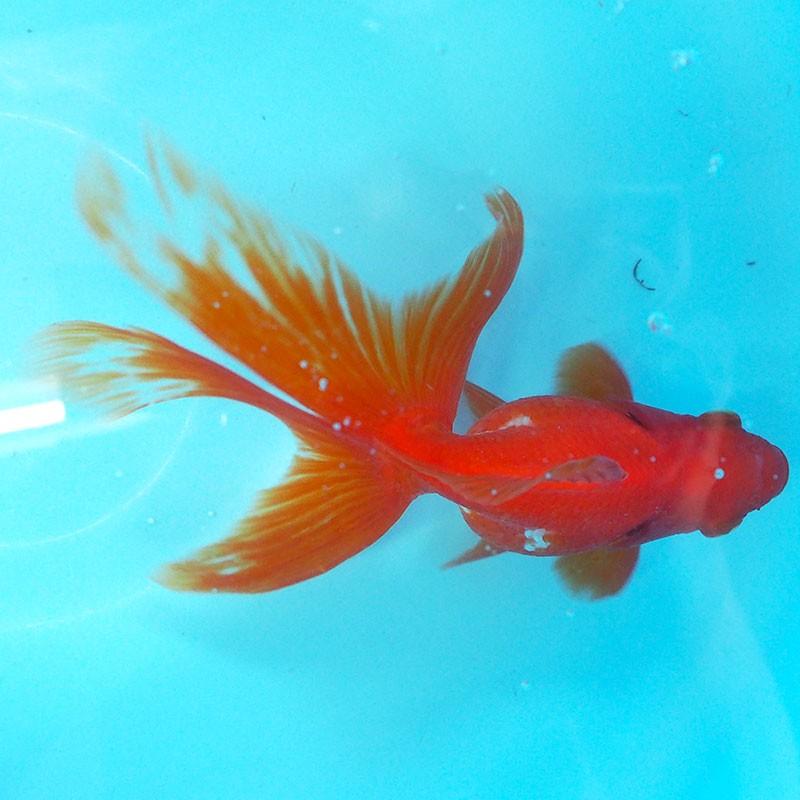 1点物 飯田琉金 メス 2歳 約14cm 金魚 きんぎょ 信州きんぎょ姫 K 01 013 Technicalsport Passo 通販 Yahoo ショッピング