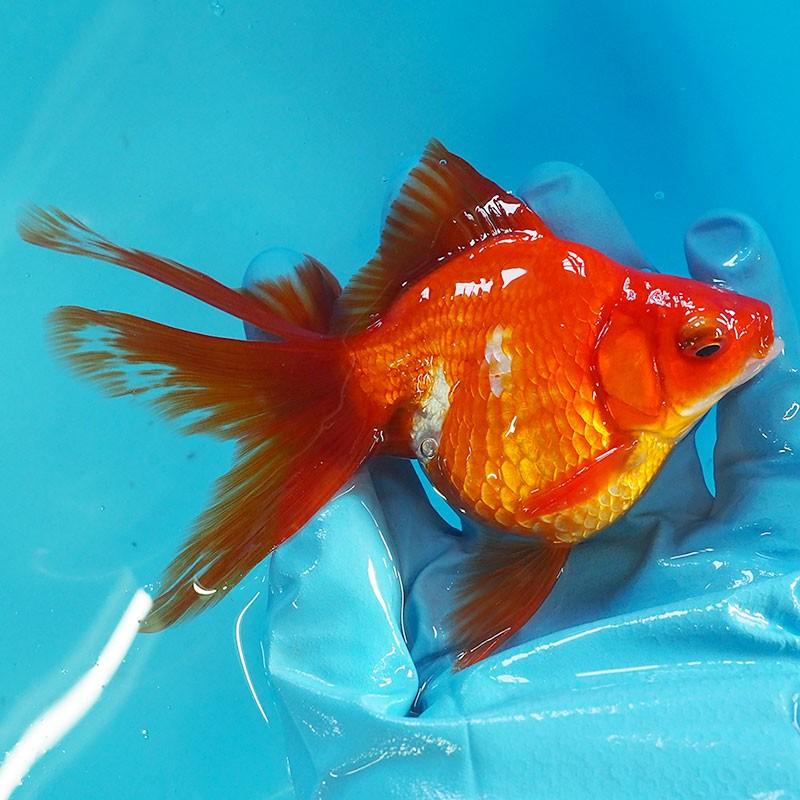 1点物 飯田琉金 メス 2歳 約14cm 金魚 きんぎょ 信州きんぎょ姫 K 01 013 Technical Sport Passo 通販 Yahoo ショッピング