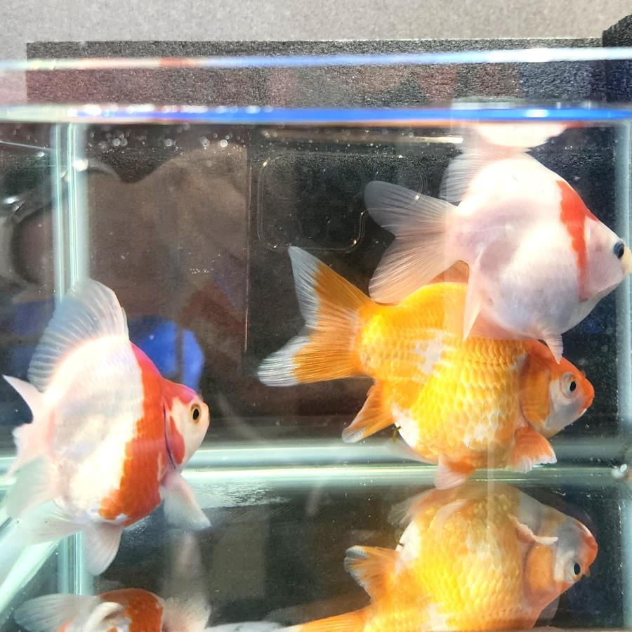 1匹】上越田村水産 玉サバ 約10cm前後 金魚 きんぎょ【信州きんぎょ姫