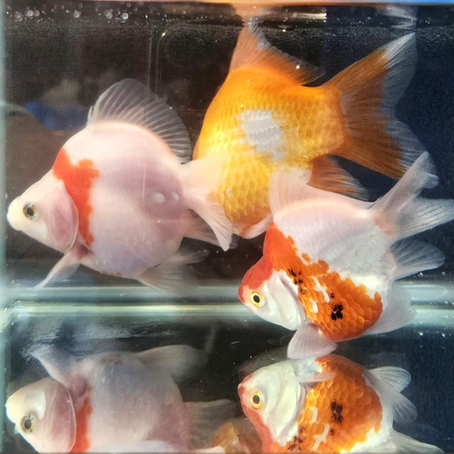 1匹】上越田村水産 玉サバ 約10cm前後 金魚 きんぎょ【信州きんぎょ姫