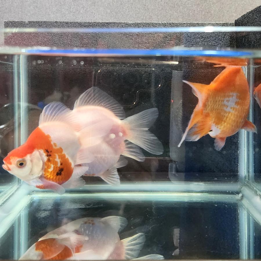 1匹】上越田村水産 玉サバ 約10cm前後 金魚 きんぎょ【信州きんぎょ姫