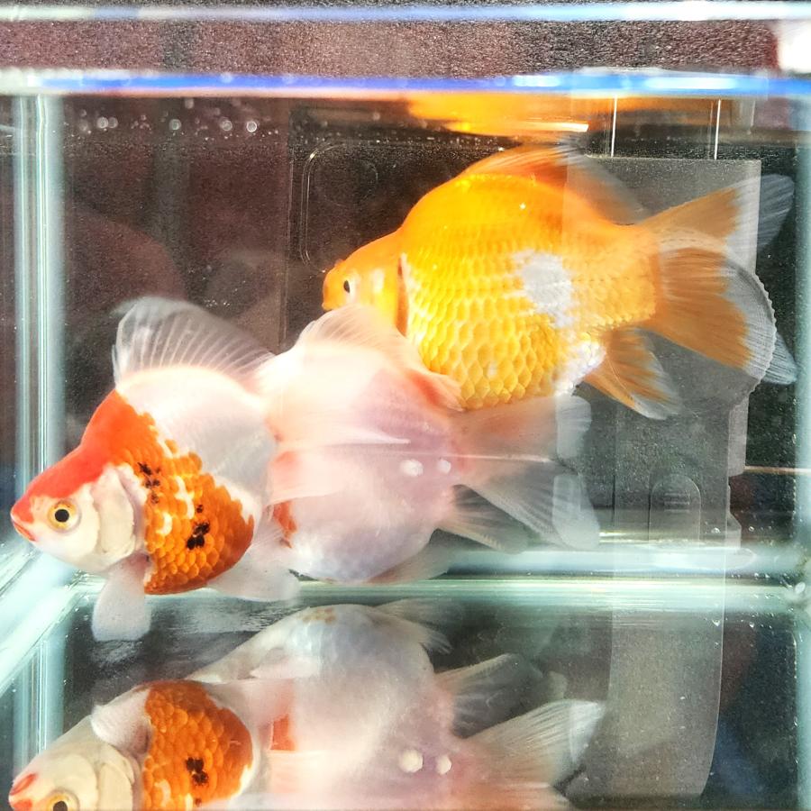 金魚　玉サバ　ビックサイズ　綺麗　 1匹】上越田村水産 玉サバ 約10cm前後 金魚 きんぎょ【信州きんぎょ姫