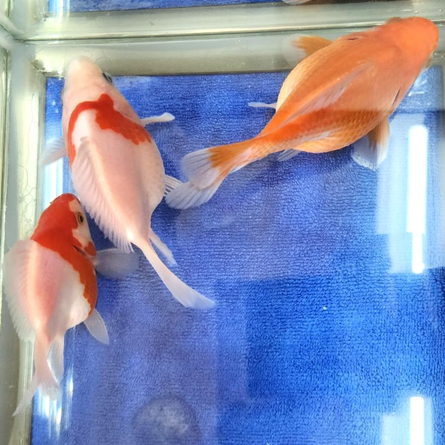 1匹】上越田村水産 玉サバ 約10cm前後 金魚 きんぎょ【信州きんぎょ姫