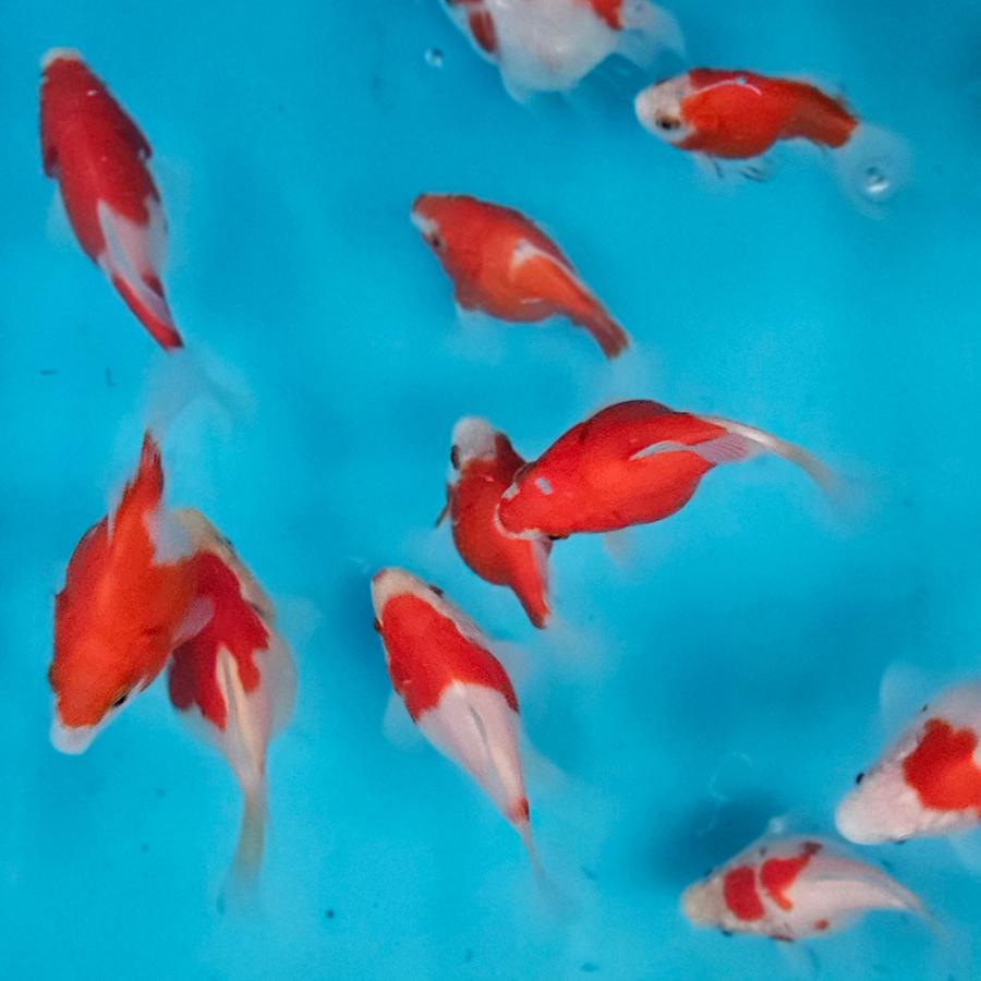 金魚　玉サバ　ビックサイズ　綺麗　 1匹】新潟産 玉サバ 8cm前後 更紗 紅白 等 金魚 きんぎょ【信州