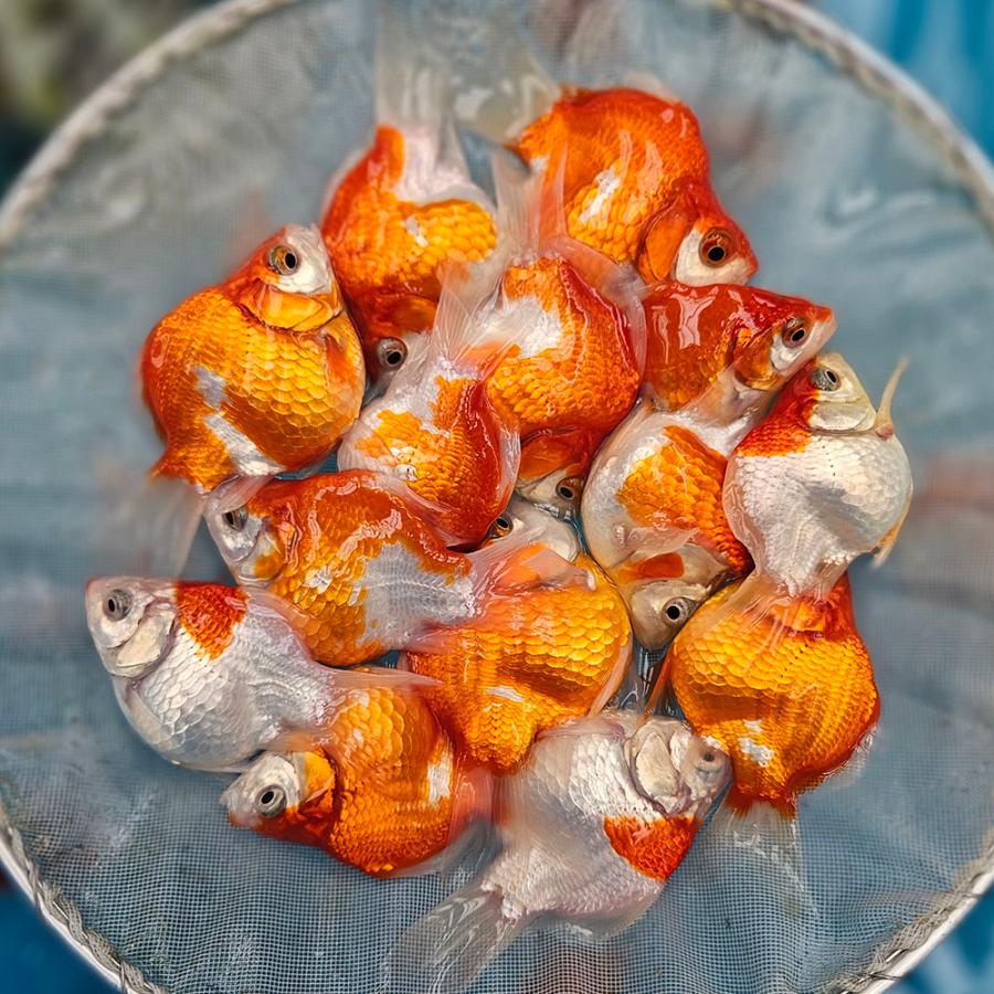 1匹】新潟産 玉サバ 8cm前後 更紗 紅白 等 金魚 きんぎょ【信州