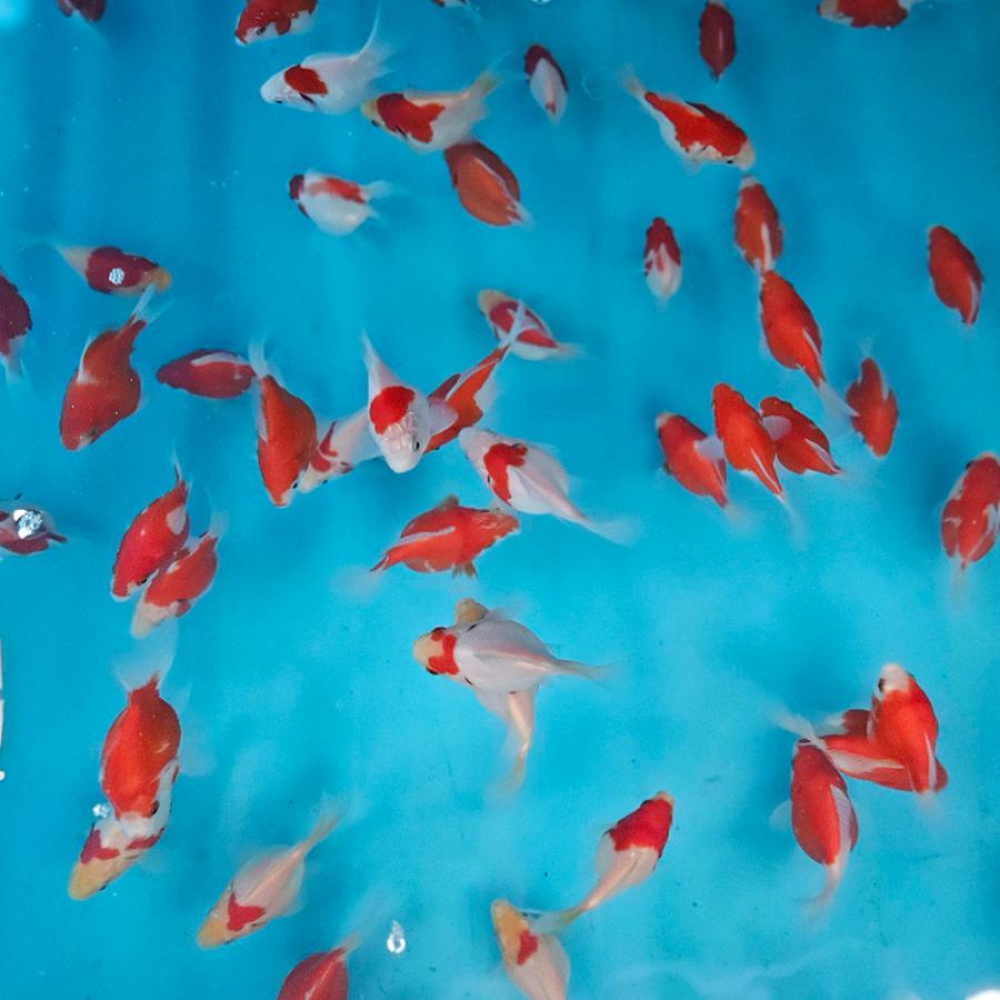 1匹】新潟産 玉サバ 8cm前後 更紗 紅白 等 金魚 きんぎょ【信州