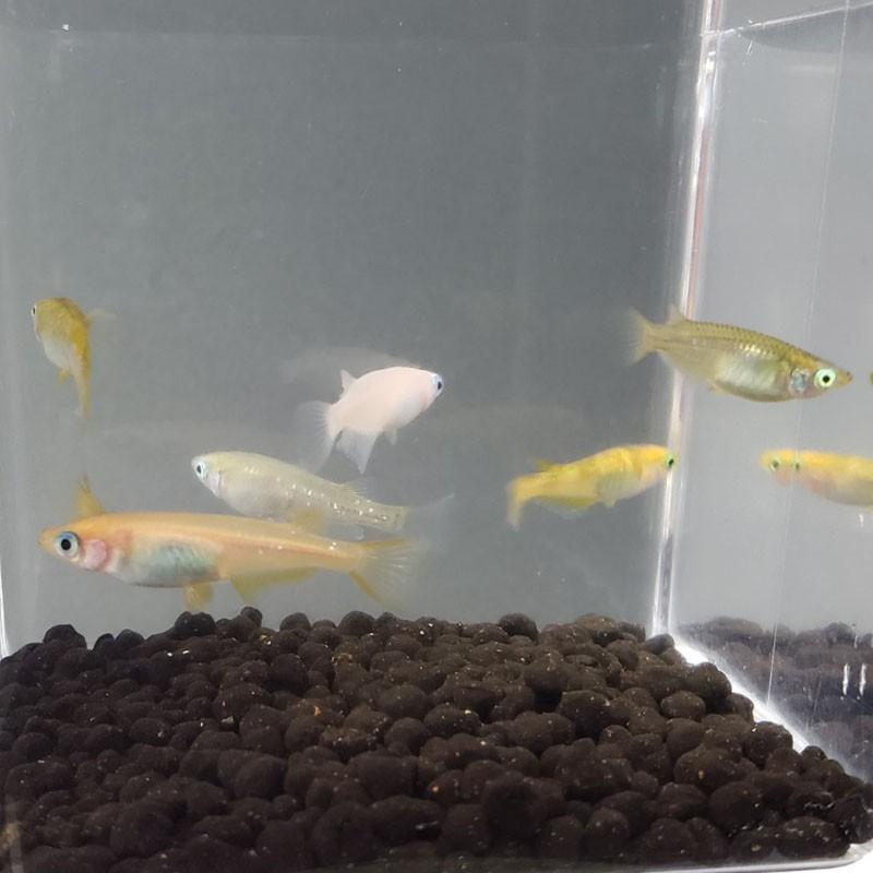 7匹セット ミックスめだか ミックスメダカ 変わりめだかセット 信州きんぎょ姫 K 02 011 Technicalsport Passo 通販 Yahoo ショッピング