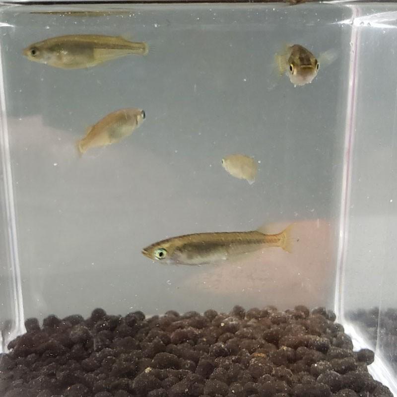 10匹セット 黒めだか クロメダカ 信州きんぎょ姫 K 02 017 Technicalsport Passo 通販 Yahoo ショッピング