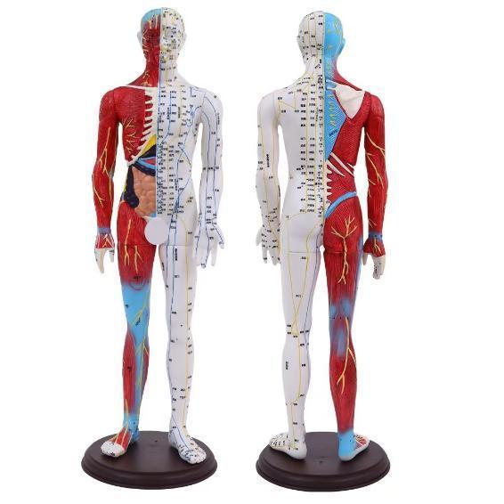 人体模型 筋肉と経絡の詳細表示 約30cm Amazon.co.jp: 人体モデル 人体模型 11インチ 約30cm 人体筋肉