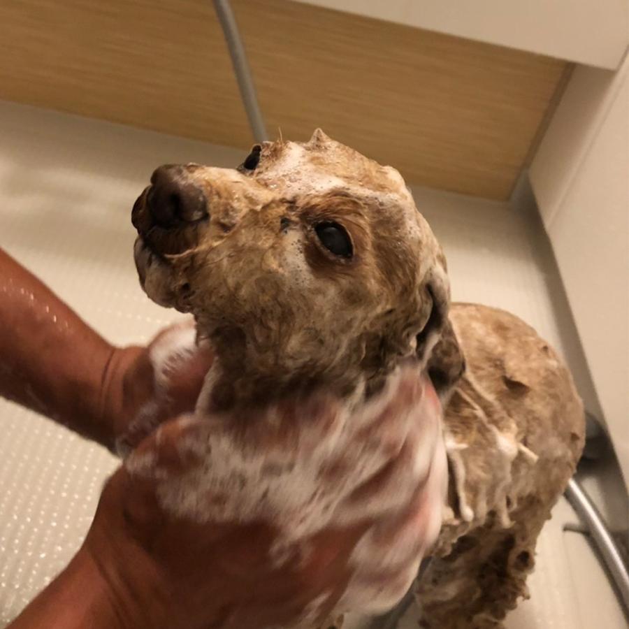 ペット用シャンプー リペアバブルシャンプー 全犬種用 化粧品登録済 ペット用 犬 シャンプー 香り おすすめ P パティエンスwebショップ 通販 Yahoo ショッピング