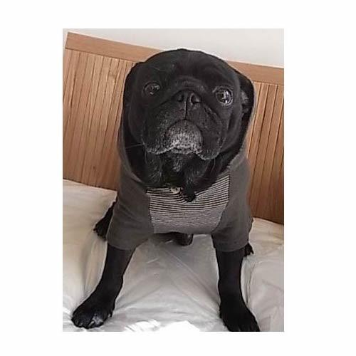 A4印刷型紙 犬服フード付きTシャツ(S〜LL/ハンドメイド/洋裁