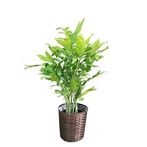 レトロゲーム 高性チャメドレア 観葉植物 本物 鉢カバー付 ヤシの木 日陰や寒さに強い やしの木 インテリア A B01abuq2sm 2124 Peace Peace 通販 Yahoo ショッピング 正価 Visitylojarvi Fi