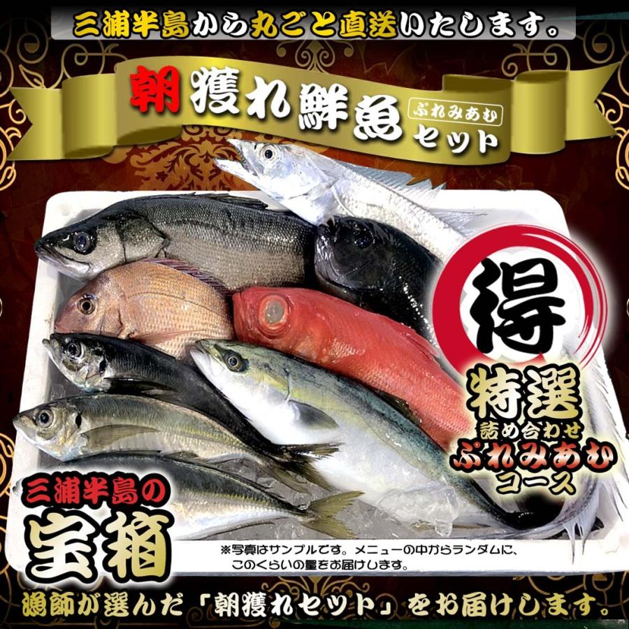 送料無料】三浦半島 産地直送 鮮魚セット 国産 『鮮魚 詰め合わせ 