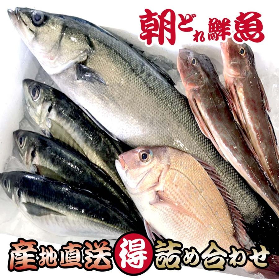 三浦半島 鮮魚セット 送料無料 鮮魚 詰め合わせ 天然 鮮魚 産地直送 お試し すたんだぁど 鮮魚 魚セット 下処理なし 詰め合せ 生魚 刺身 寿司 魚 鮮魚