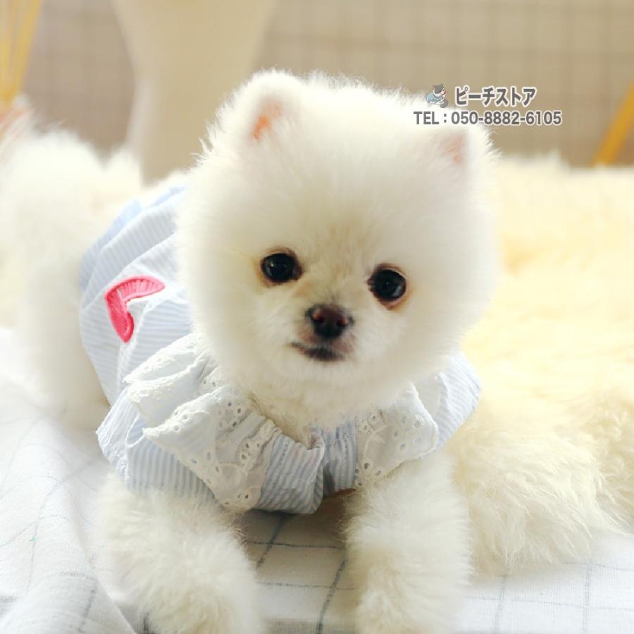 経典ブランド 犬服 夏用 おしゃれ クール 春夏 涼しい おもしろ コスプレ 犬の服 安い 可愛い 猫服 トイプードル Xmf0261 Whitesforracialequity Org