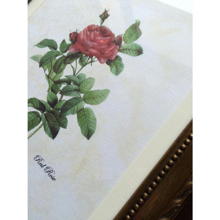 pealimo Mサイズ 34cm×約25cm ピエール ジョセフ ルドゥーテ ボタニカルアート 植物画 『red rose』花 インテリア 絵画 額絵 額 バラ 薔薇 ばら｜pealimo-store｜04