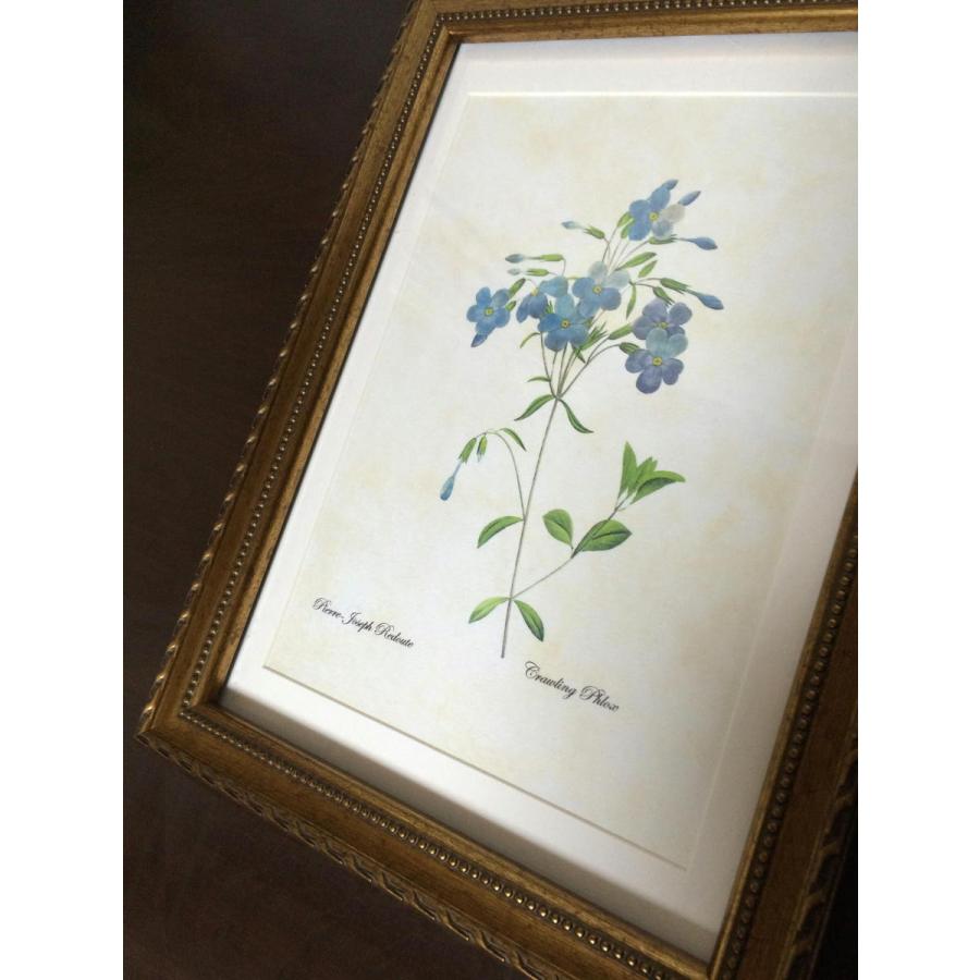 pealimo Mサイズ 34cm×約25cm ピエール ジョセフ ルドゥーテ ボタニカルアート 植物画 『crawling phlox』複製