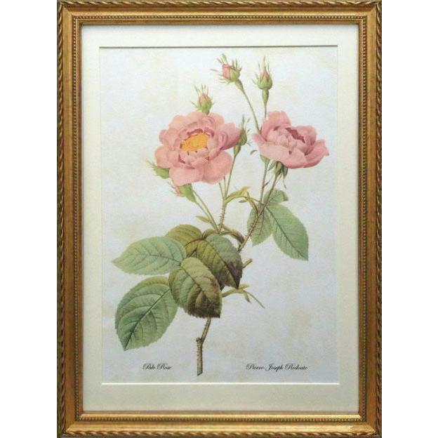 Pealimo インテリア 絵画 モダン 壁飾り ピエール ジョセフ ルドゥーテ Lサイズ 46cm 33cm ボタニカルアート 植物画 Pale Rose 複製版 壁掛け 絵 植物 Ba L 3011 植物画 ボタニカルアート Pealimo 通販 Yahoo ショッピング