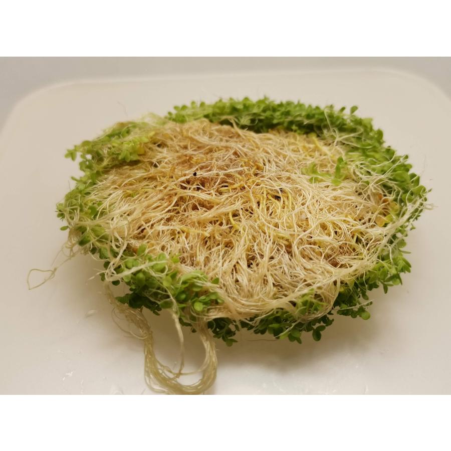 キューバパールグラス（径約7cm）(水上葉、無農薬、スネール