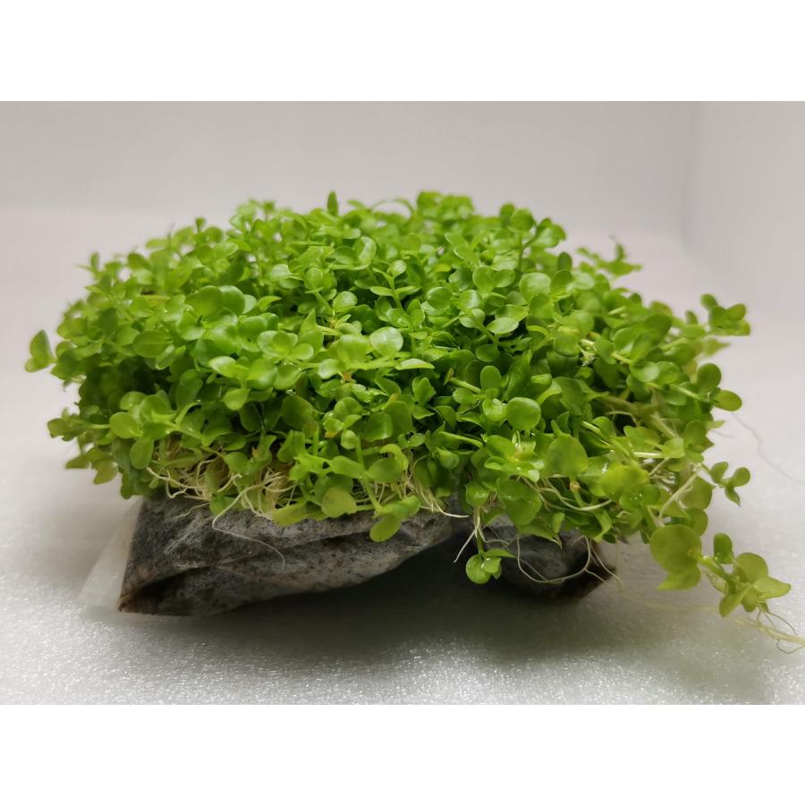 置くだけニューラージパールグラス（肥料入専用土おもり巻き） : 水草