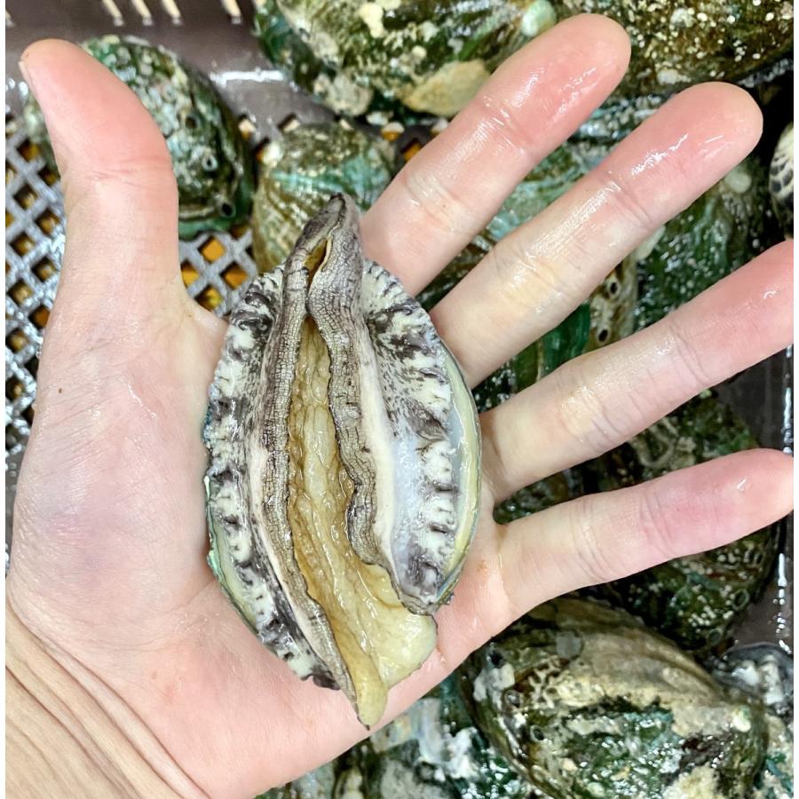 (活)蝦夷あわび9~11個(総量約700g) /【鮑 あわび アワビ】|pearlshokuhinten|02