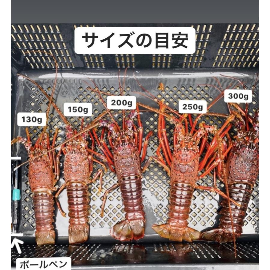 冷凍伊勢海老4尾(総量約600g) /【伊勢えび いせえび イセエビ 冷凍伊勢海老4尾(総量約600g) /【伊勢えび いせえび イセエビ