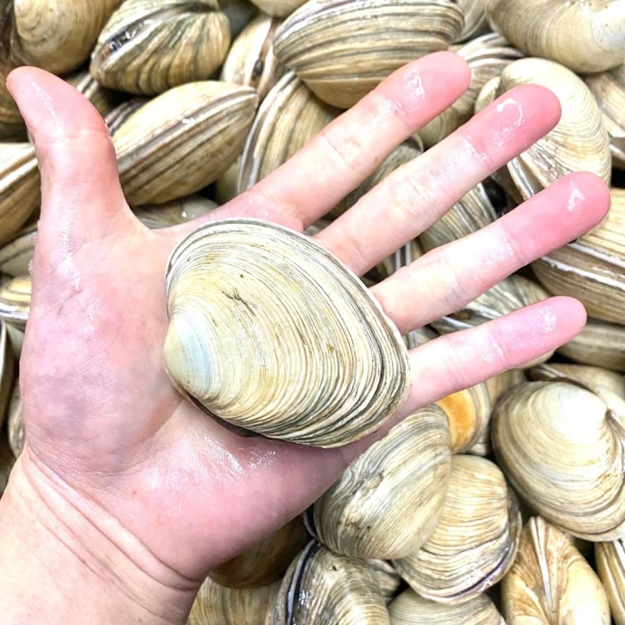 大あさり8 10個 総量約1 2kg 大アサリ オオアサリ Ooasr0001 パール食品店 通販 Yahoo ショッピング